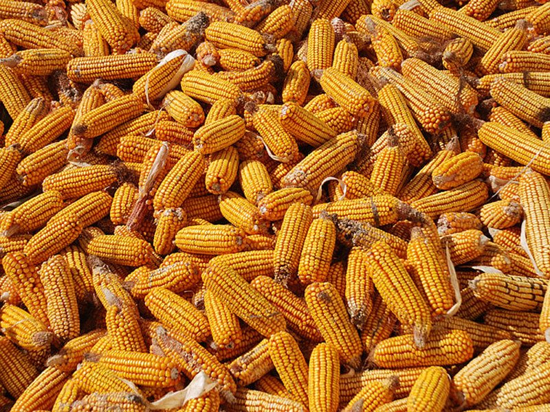 玉米中的黃曲霉毒素是怎么產生的 玉米中的黃曲霉毒素是怎么產生的