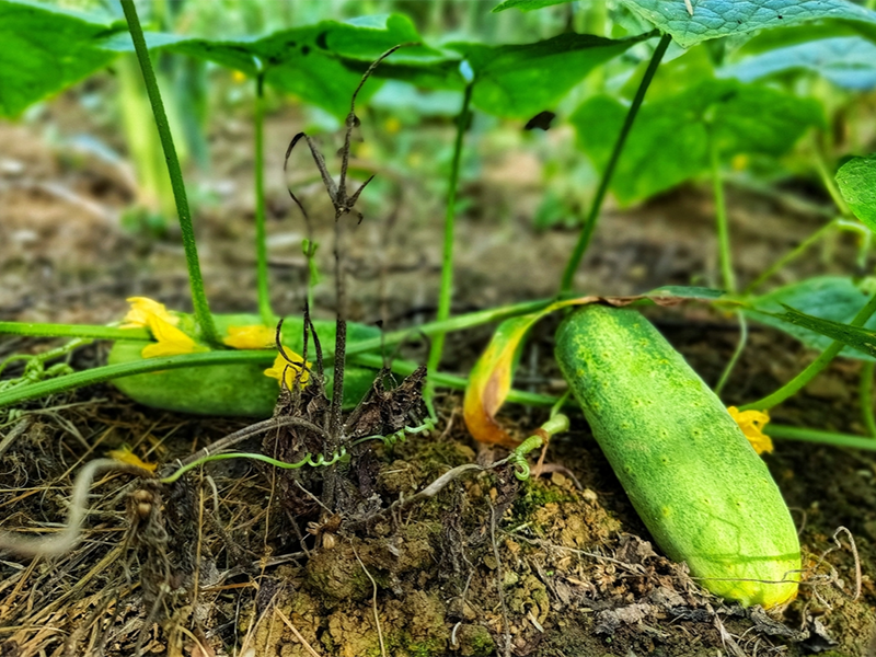 食品安全農(nóng)藥殘留檢測儀作用