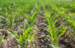 土壤養(yǎng)分快速檢測(cè)儀對(duì)十大功勞的測(cè)定不容忽視