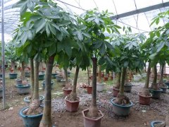 發(fā)財(cái)樹(shù)的生長(zhǎng)需要哪些因素？